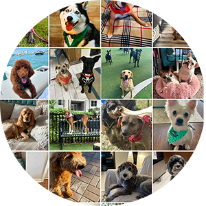 Team Page: Flagler Friendly Dogs